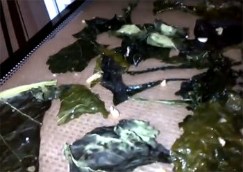 Eat Purely Cook Fresh - Kale Chips 