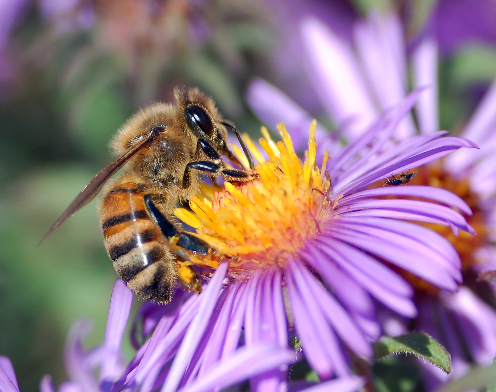 How to Save Bees and Pollinators in Your Own Home Garden